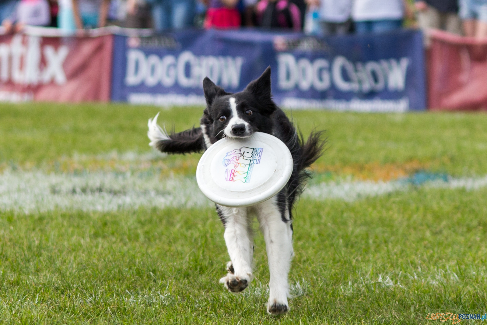 Latajace psy Foto: lepszyPOZNAN.pl / Ewelina Jaśkowiak Latajace psy Foto: lepszyPOZNAN.pl / Ewelina Jaśkowiak