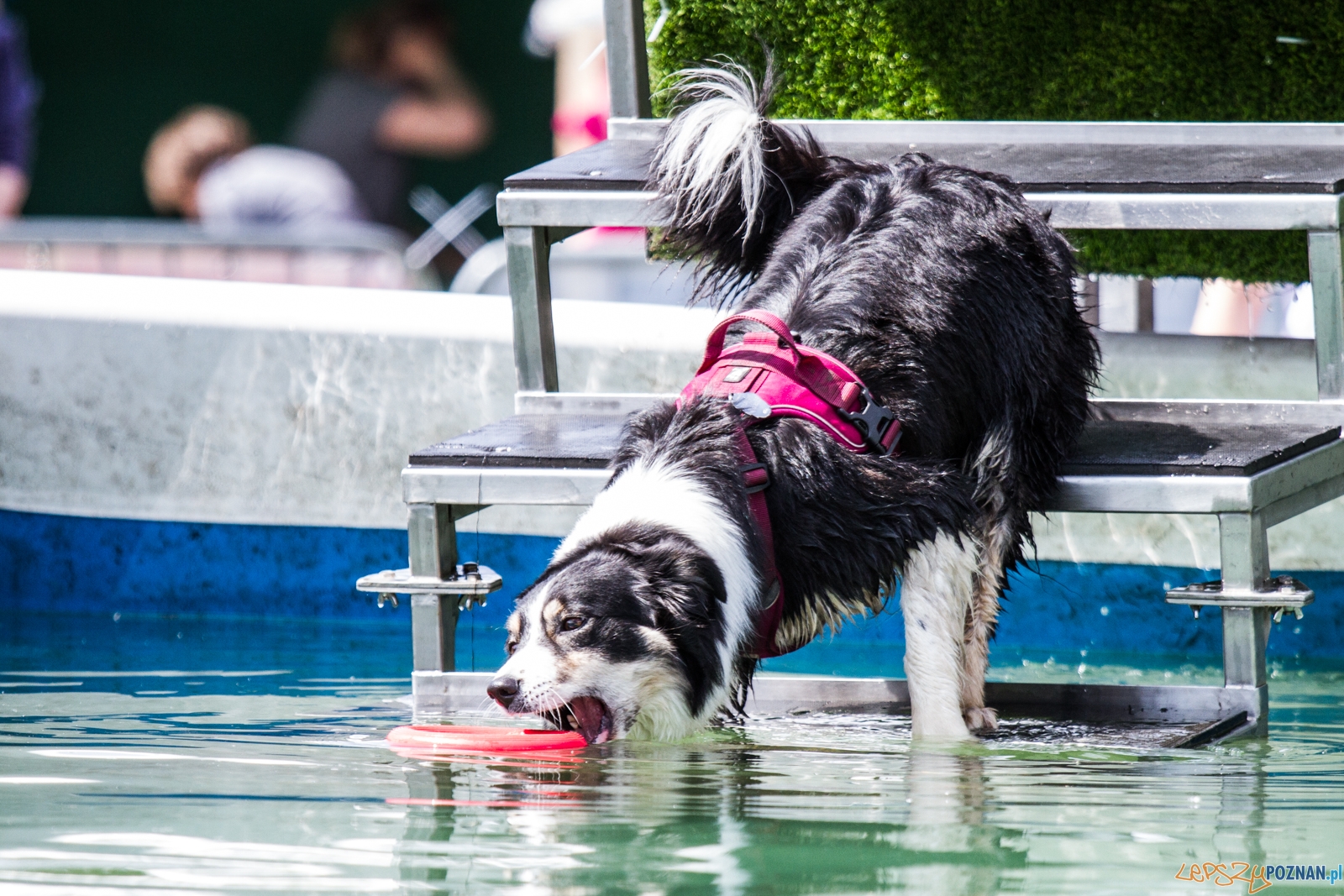 Latające psy (13.05.2017) Foto: © lepszyPOZNAN.pl / Karolina Kiraga Latające psy (13.05.2017) Foto: © lepszyPOZNAN.pl / Karolina Kiraga