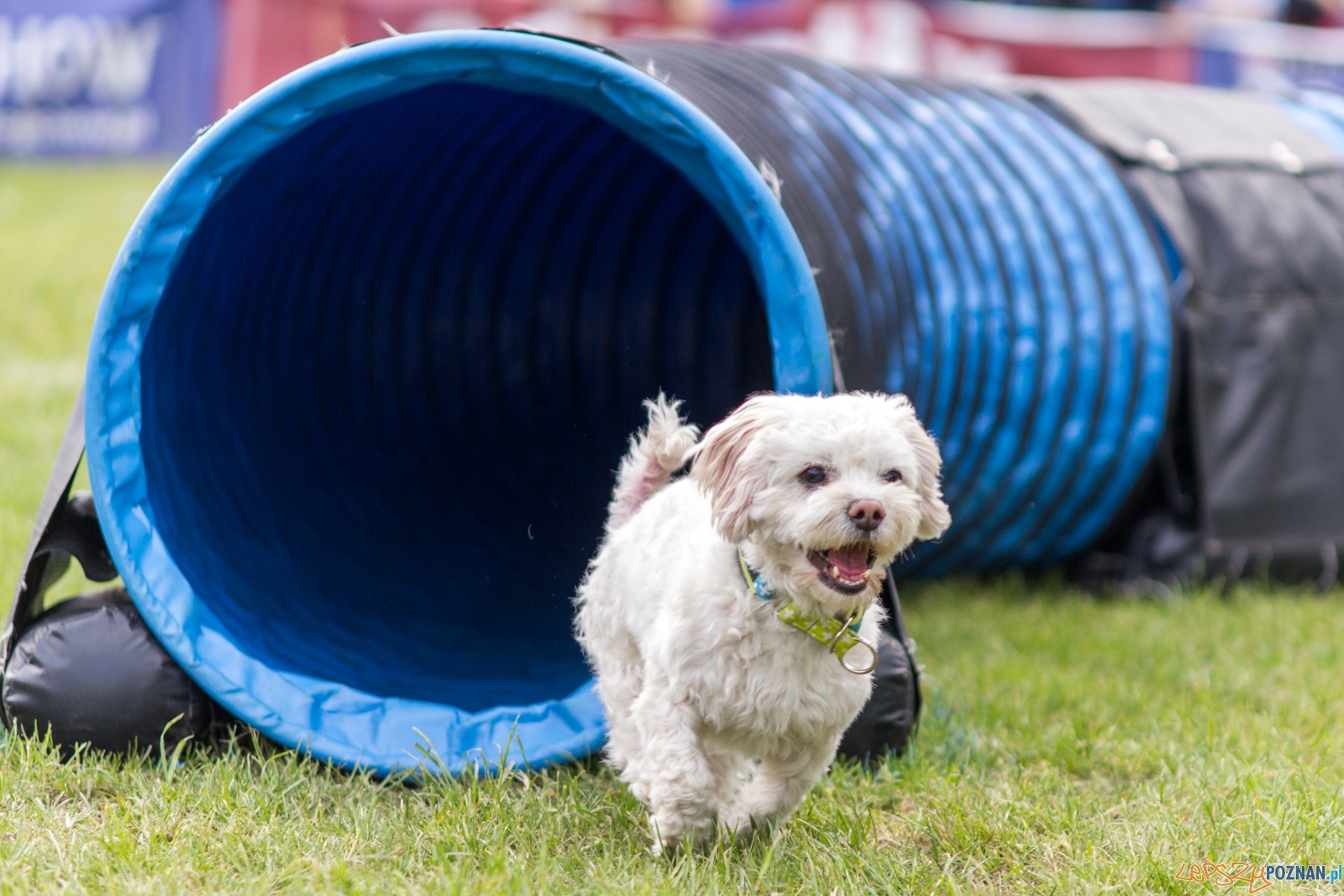 Latajace psy Foto: lepszyPOZNAN.pl / Ewelina Jaśkowiak Latajace psy Foto: lepszyPOZNAN.pl / Ewelina Jaśkowiak