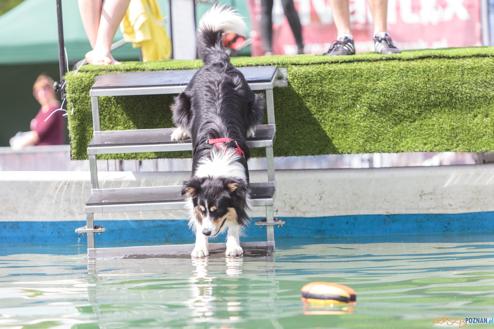 Latające Psy Poznań 2017 - Poznań 13.05.2017 r. Foto: LepszyPOZNAN.pl / Paweł Rychter Latające Psy Poznań 2017 - Poznań 13.05.2017 r. Foto: LepszyPOZNAN.pl / Paweł Rychter