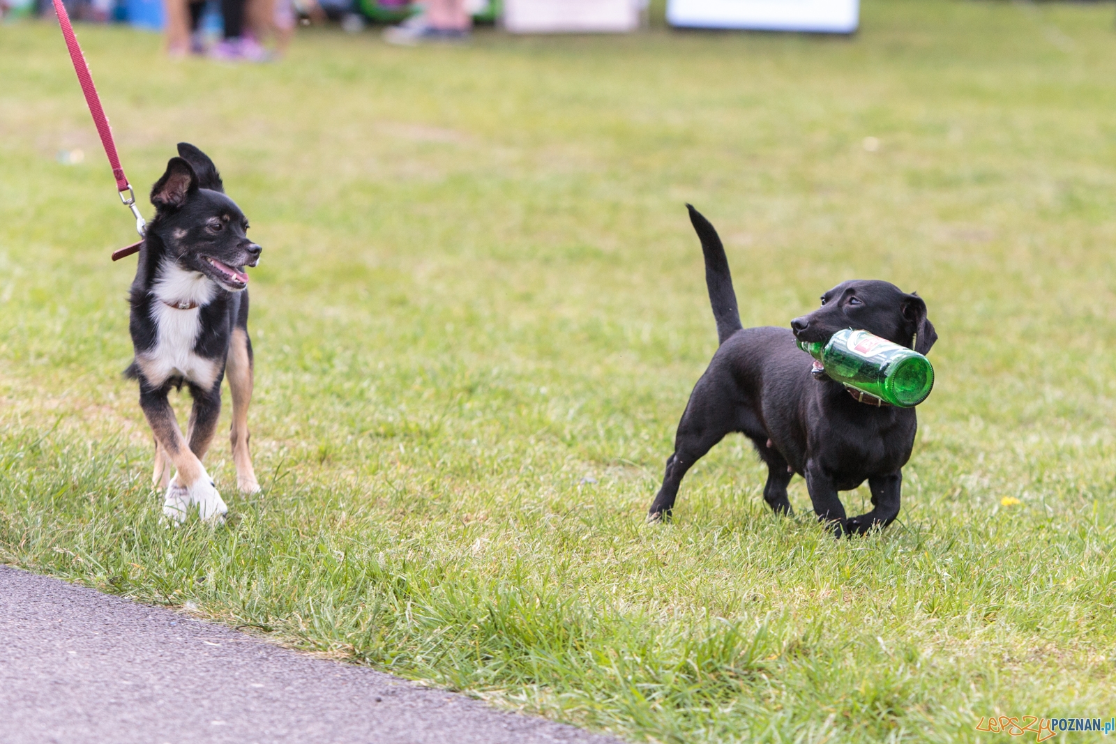 Latające Psy Poznań 2017 - Poznań 13.05.2017 r. Foto: LepszyPOZNAN.pl / Paweł Rychter Latające Psy Poznań 2017 - Poznań 13.05.2017 r. Foto: LepszyPOZNAN.pl / Paweł Rychter
