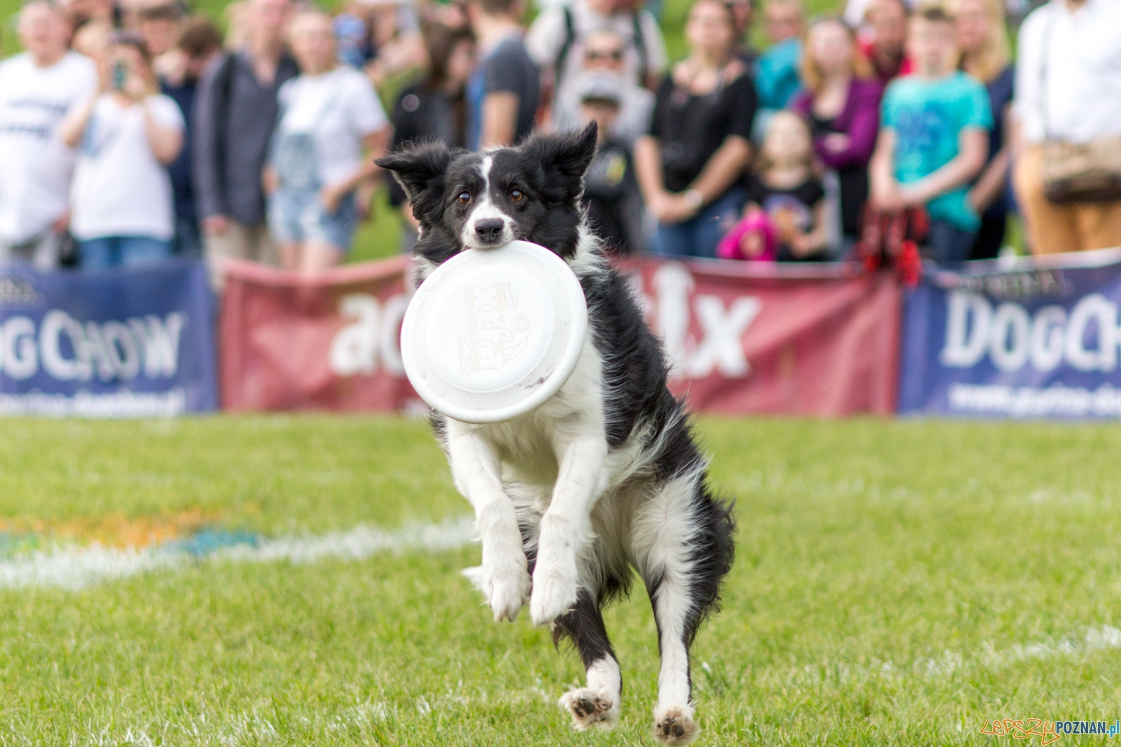 Latajace psy Foto: lepszyPOZNAN.pl / Ewelina Jaśkowiak Latajace psy Foto: lepszyPOZNAN.pl / Ewelina Jaśkowiak