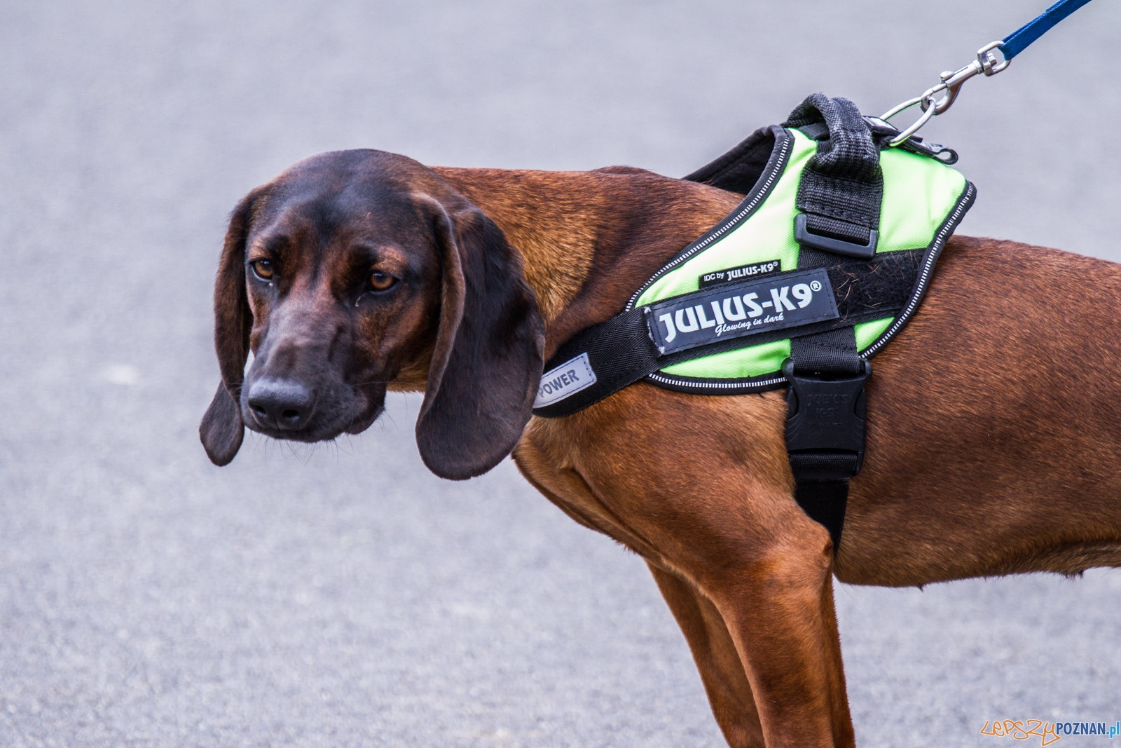 Latające psy (13.05.2017) Foto: © lepszyPOZNAN.pl / Karolina Kiraga Latające psy (13.05.2017) Foto: © lepszyPOZNAN.pl / Karolina Kiraga