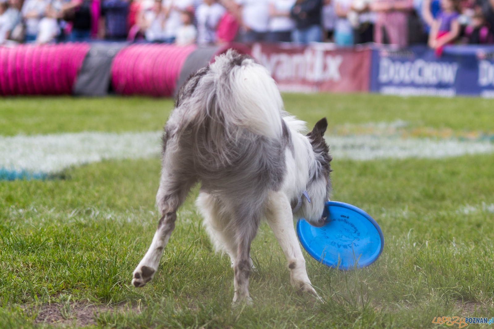Latajace psy Foto: lepszyPOZNAN.pl / Ewelina Jaśkowiak Latajace psy Foto: lepszyPOZNAN.pl / Ewelina Jaśkowiak