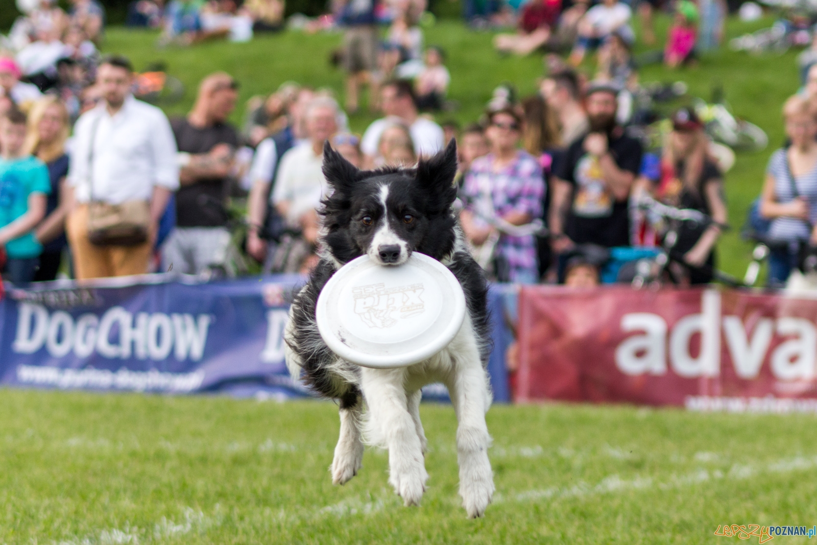 Latajace psy Foto: lepszyPOZNAN.pl / Ewelina Jaśkowiak Latajace psy Foto: lepszyPOZNAN.pl / Ewelina Jaśkowiak