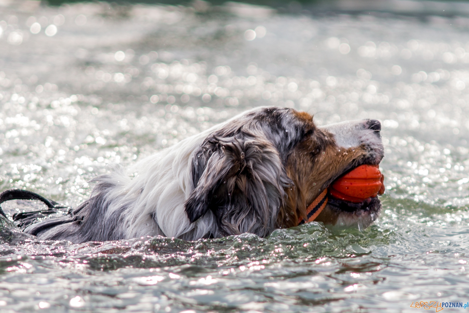 Latajace psy Foto: lepszyPOZNAN.pl / Ewelina Jaśkowiak Latajace psy Foto: lepszyPOZNAN.pl / Ewelina Jaśkowiak
