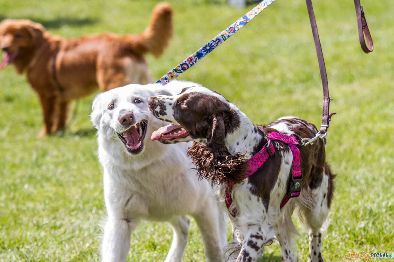 Latające psy (13.05.2017) Foto: © lepszyPOZNAN.pl / Karolina Kiraga Latające psy (13.05.2017) Foto: © lepszyPOZNAN.pl / Karolina Kiraga