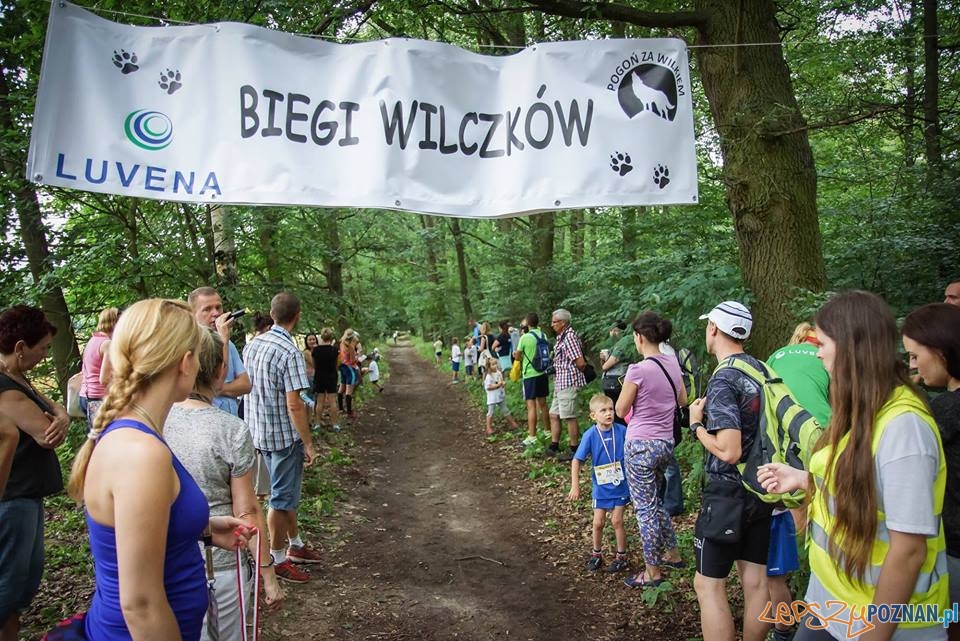 Pogoń za wilkiem Foto: facebook.com/PogonZaWilkiem Pogoń za wilkiem Foto: facebook.com/PogonZaWilkiem