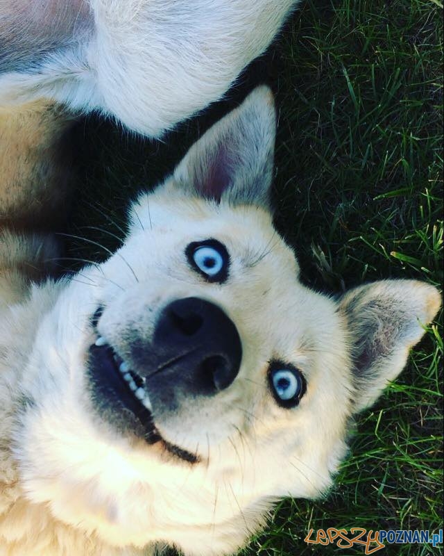 Agnieszka Zieleskiewicz-Skuba - Luna Foto: Agnieszka Zieleskiewicz-Skuba - Luna Foto: