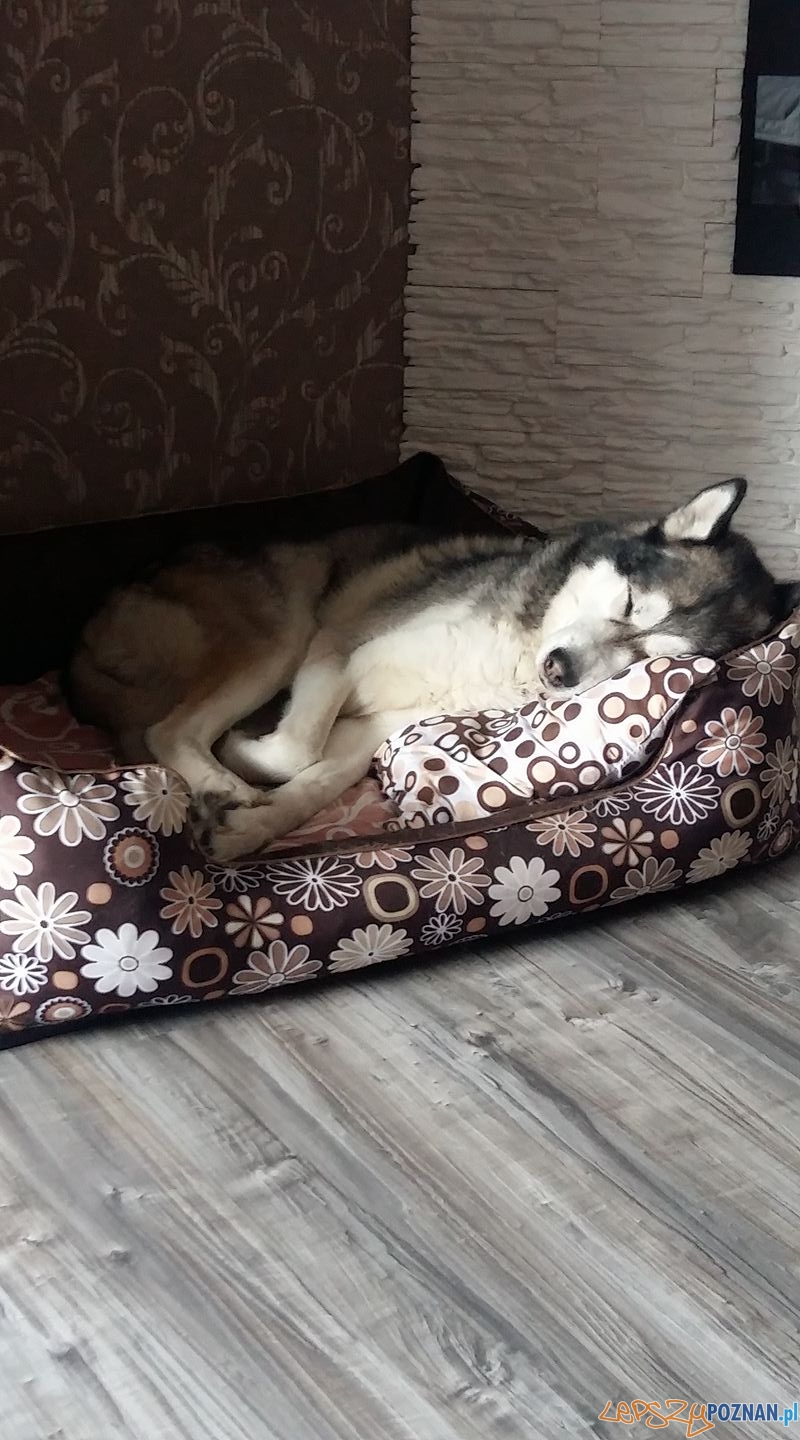 Agnieszka Nowakowska Foto: Agnieszka Nowakowska Foto: