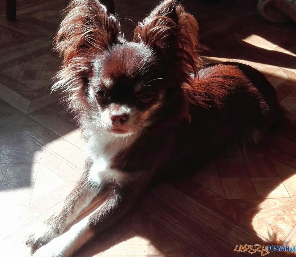 Beata Przybysz Zosia Foto: Beata Przybysz Zosia Foto: