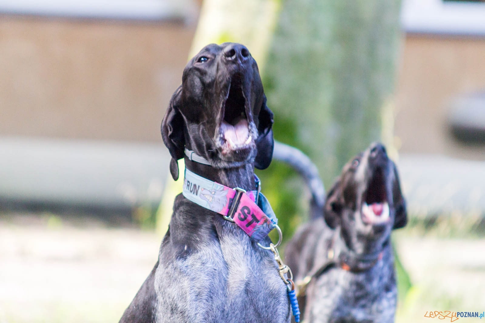 Pogoń za Wilkiem Foto: lepszyPOZNAN.pl / Ewelina Jaśkowiak Pogoń za Wilkiem Foto: lepszyPOZNAN.pl / Ewelina Jaśkowiak