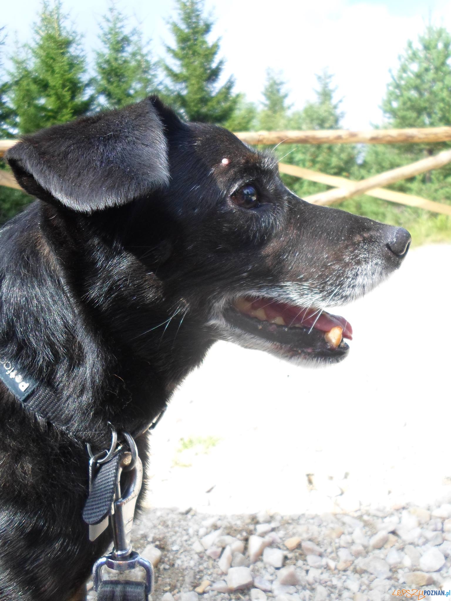 Monika Ozzy Ozeusz - Maks Foto: Monika Ozzy Ozeusz - Maks Foto: