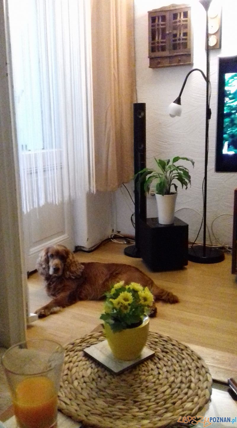 Ewa Bienert - Zappa Foto: Ewa Bienert - Zappa Foto: