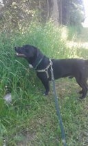 Agnieszka Bartkowiak Mój adopciak-Cyryl Foto: Agnieszka Bartkowiak Mój adopciak-Cyryl Foto: