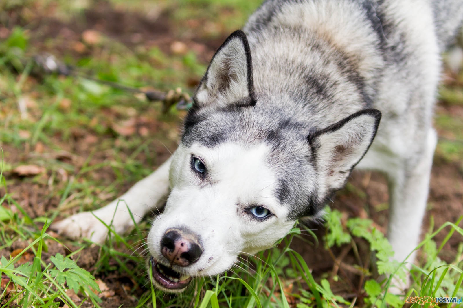Pogoń za Wilkiem Foto: lepszyPOZNAN.pl / Ewelina Jaśkowiak Pogoń za Wilkiem Foto: lepszyPOZNAN.pl / Ewelina Jaśkowiak