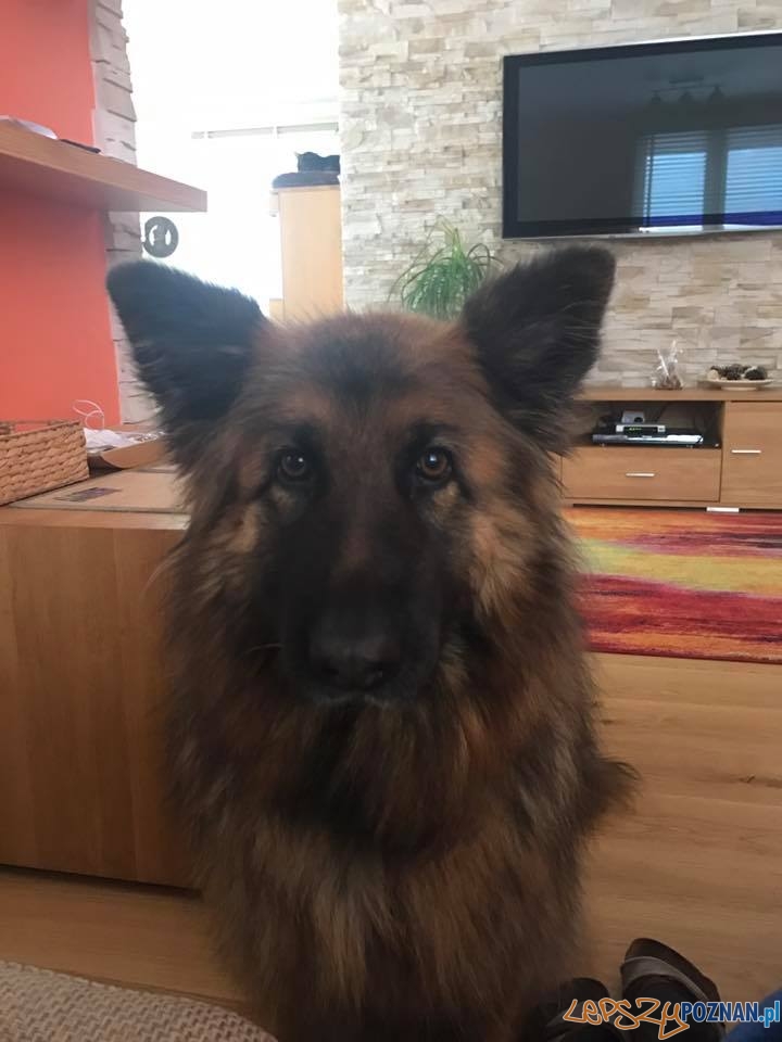 Grzegorz Fara Mika - sama słodycz... Foto: Grzegorz Fara Mika - sama słodycz... Foto: