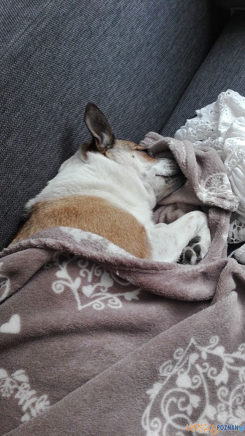 Ania Aniucha - Milka Foto: Ania Aniucha - Milka Foto: