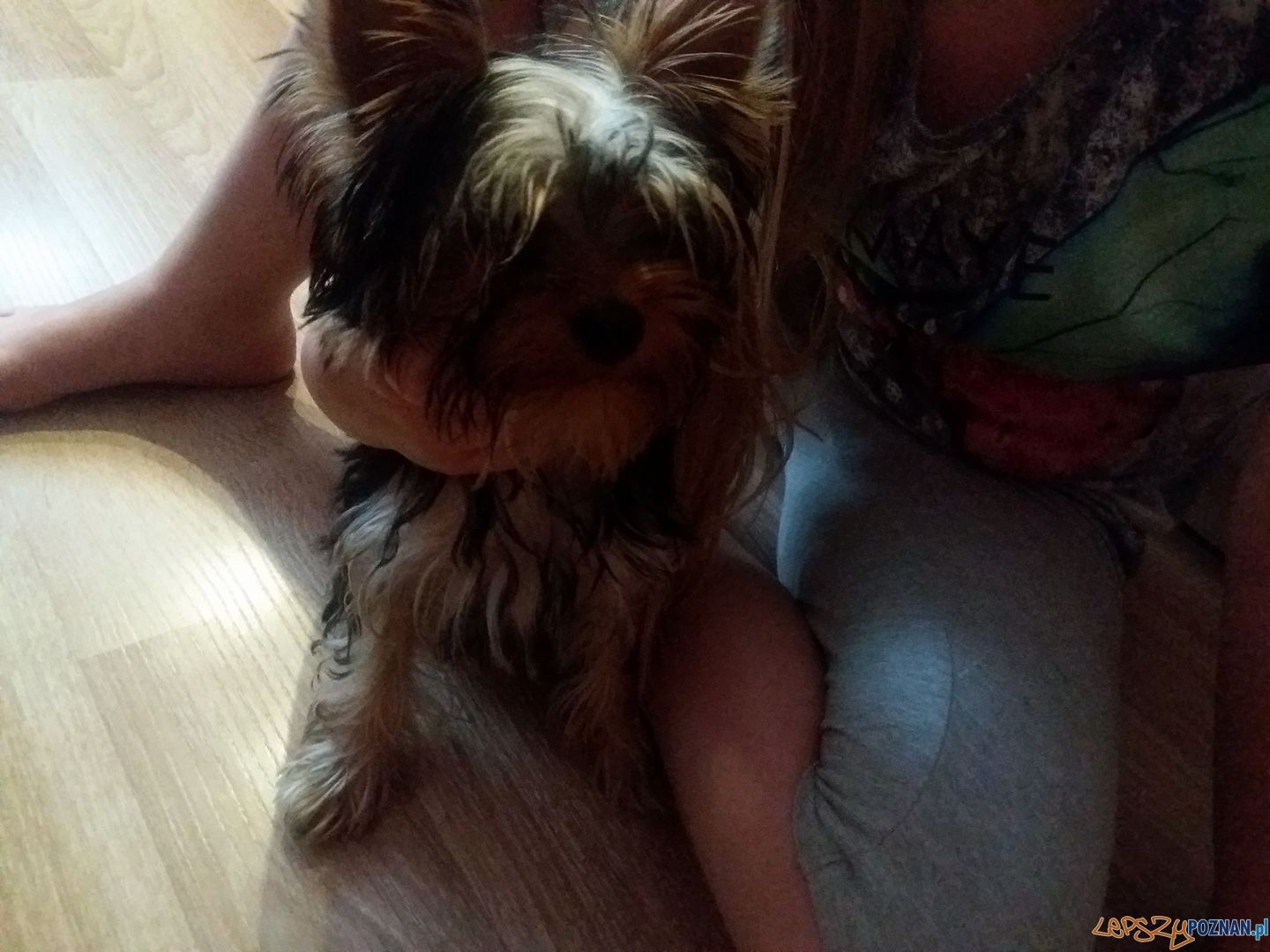 Ewelina Golon - Czteromiesieczny Laki Foto: Ewelina Golon - Czteromiesieczny Laki Foto: