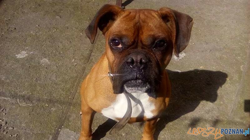 Bożena Baraniecka Zeus.Ośmiolatek Foto: Bożena Baraniecka Zeus.Ośmiolatek Foto: