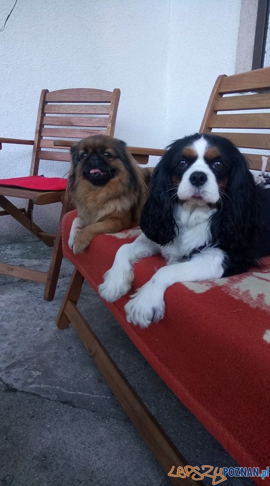 Aga Blue Maja & Molly Foto: Aga Blue Maja & Molly Foto: