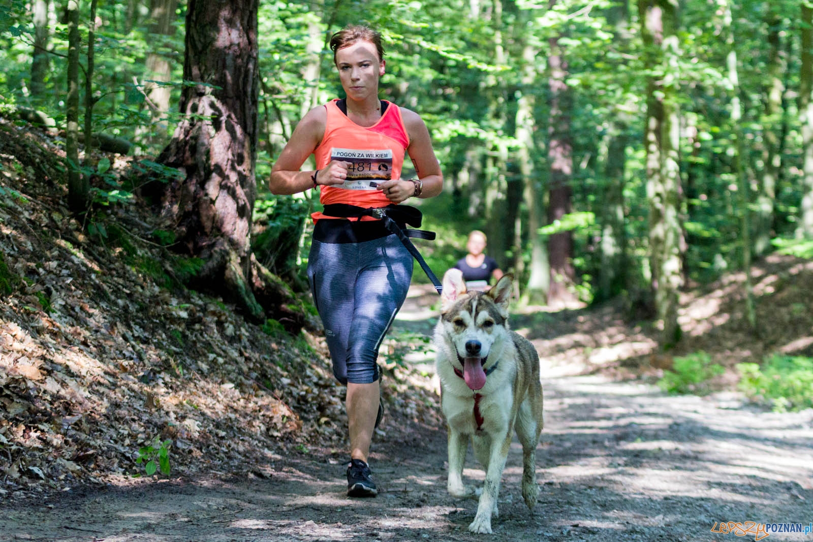 Pogoń za Wilkiem Foto: lepszyPOZNAN.pl / Ewelina Jaśkowiak Pogoń za Wilkiem Foto: lepszyPOZNAN.pl / Ewelina Jaśkowiak