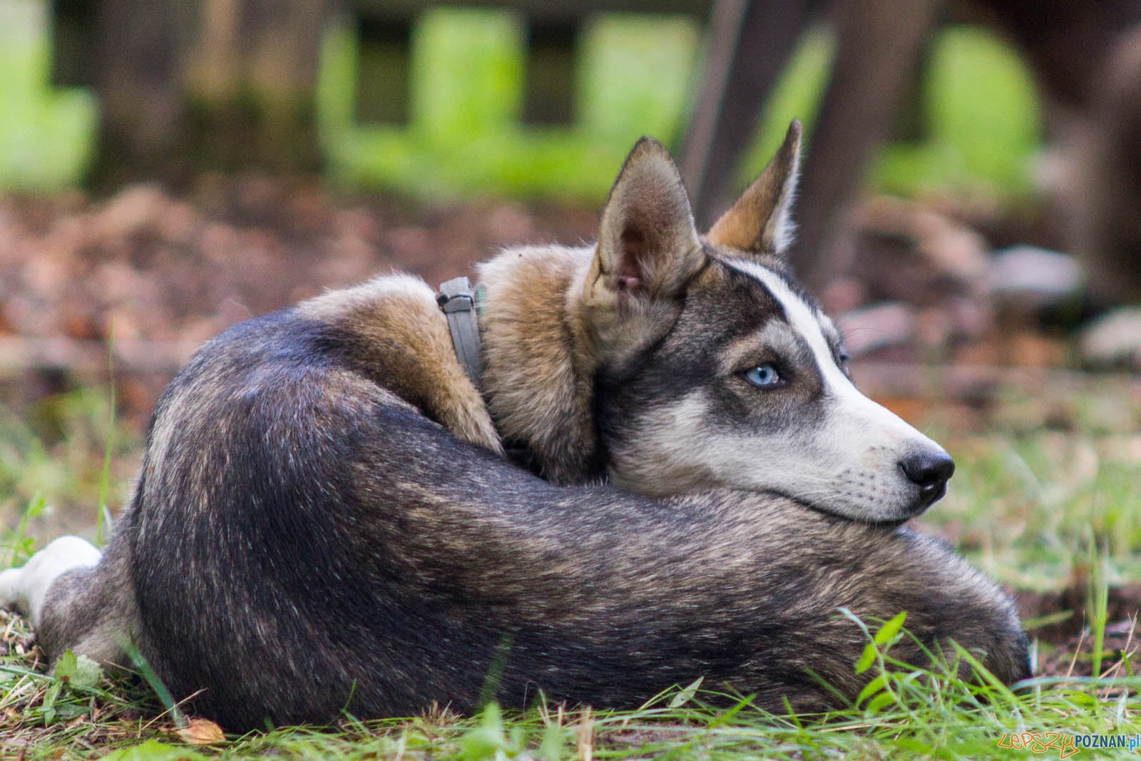 Pogoń za Wilkiem Foto: lepszyPOZNAN.pl / Ewelina Jaśkowiak Pogoń za Wilkiem Foto: lepszyPOZNAN.pl / Ewelina Jaśkowiak