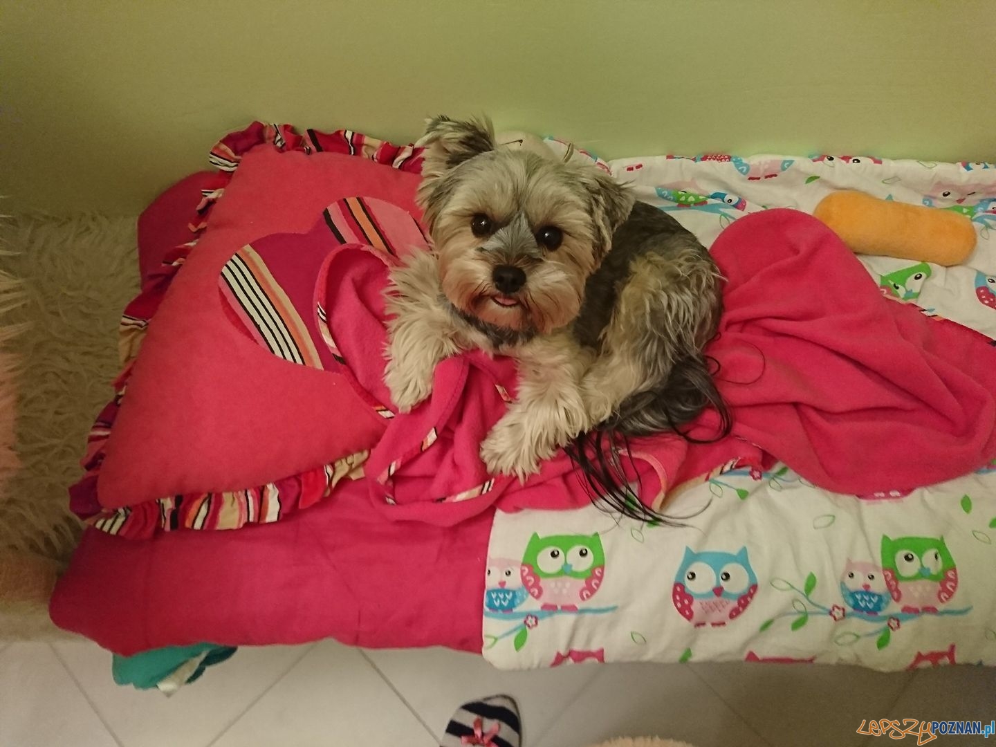 Ewa Lizik Foto: Ewa Lizik Foto: