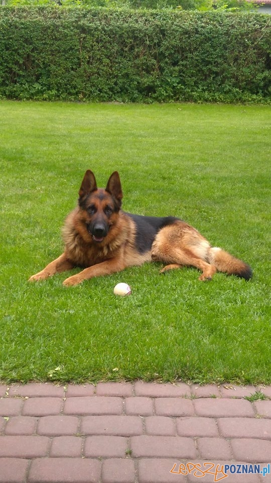 Adam Rojek Ajron Foto: Adam Rojek Ajron Foto: