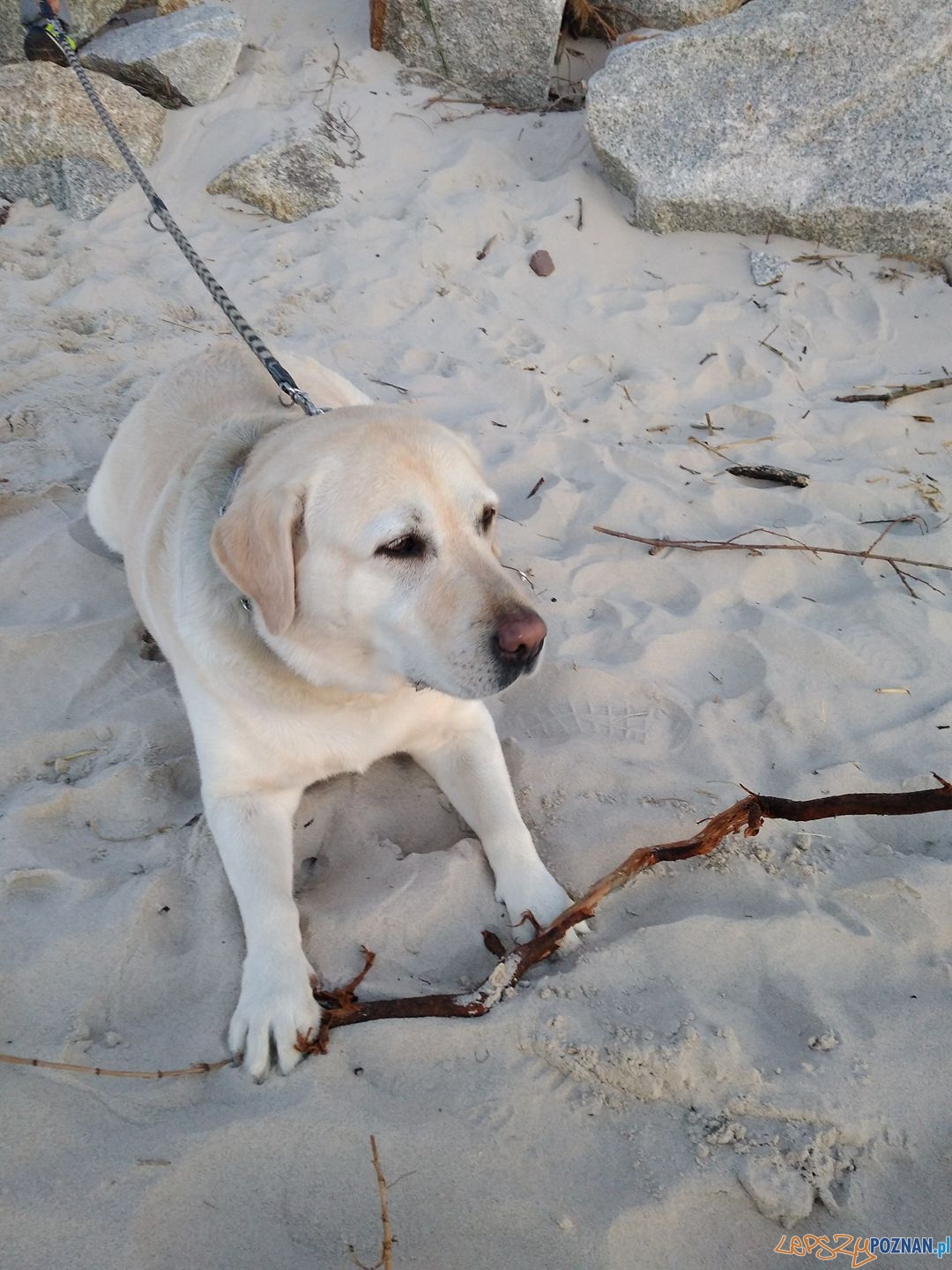 Adam Kantor Foto: Adam Kantor Foto: