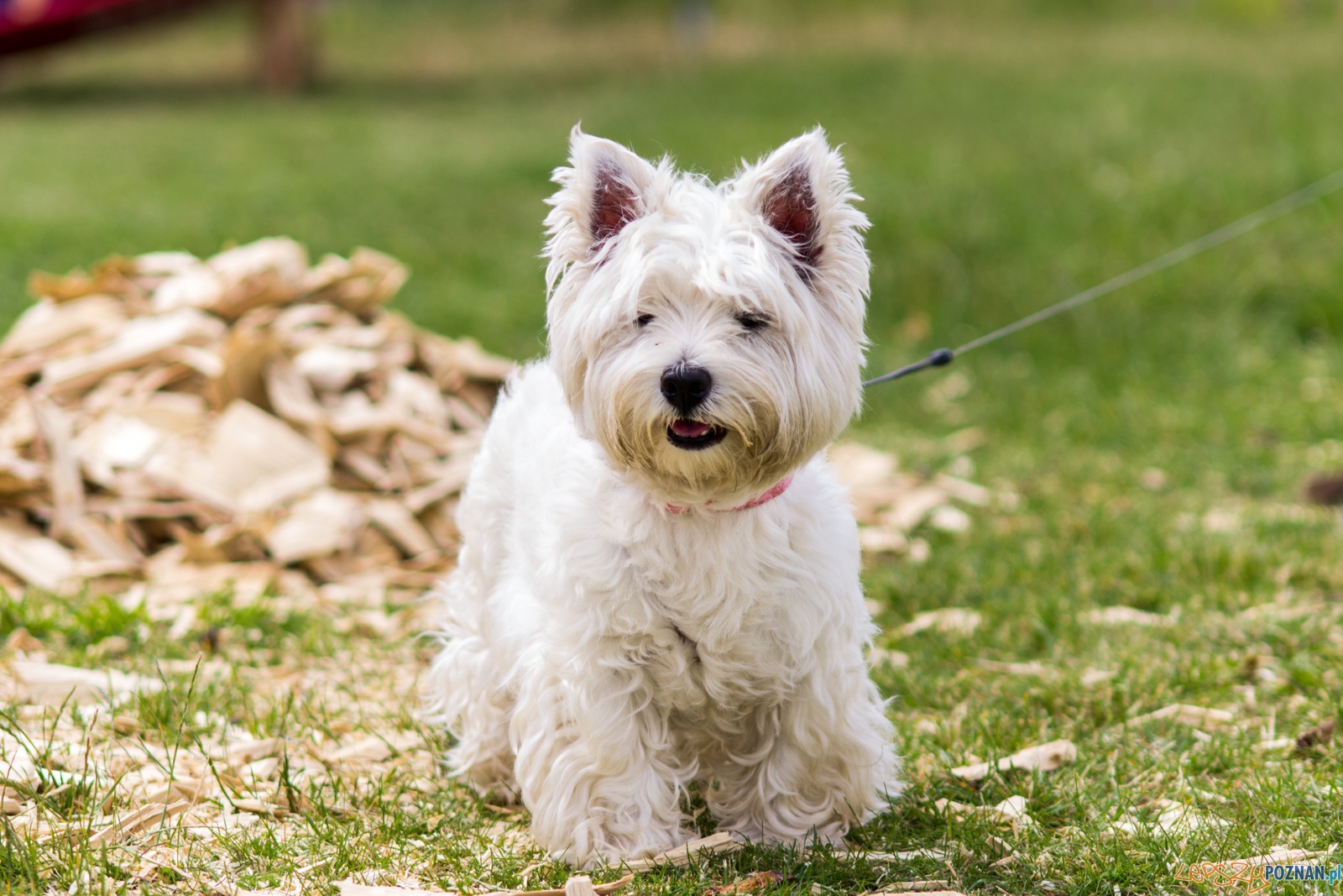 Turystyczno-rekreacyjne regaty "Rzeczny Match Racing" Foto: lepszyPOZNAN.pl / Ewelina Jaśkowiak Turystyczno-rekreacyjne regaty "Rzeczny Match Racing" Foto: lepszyPOZNAN.pl / Ewelina Jaśkowiak