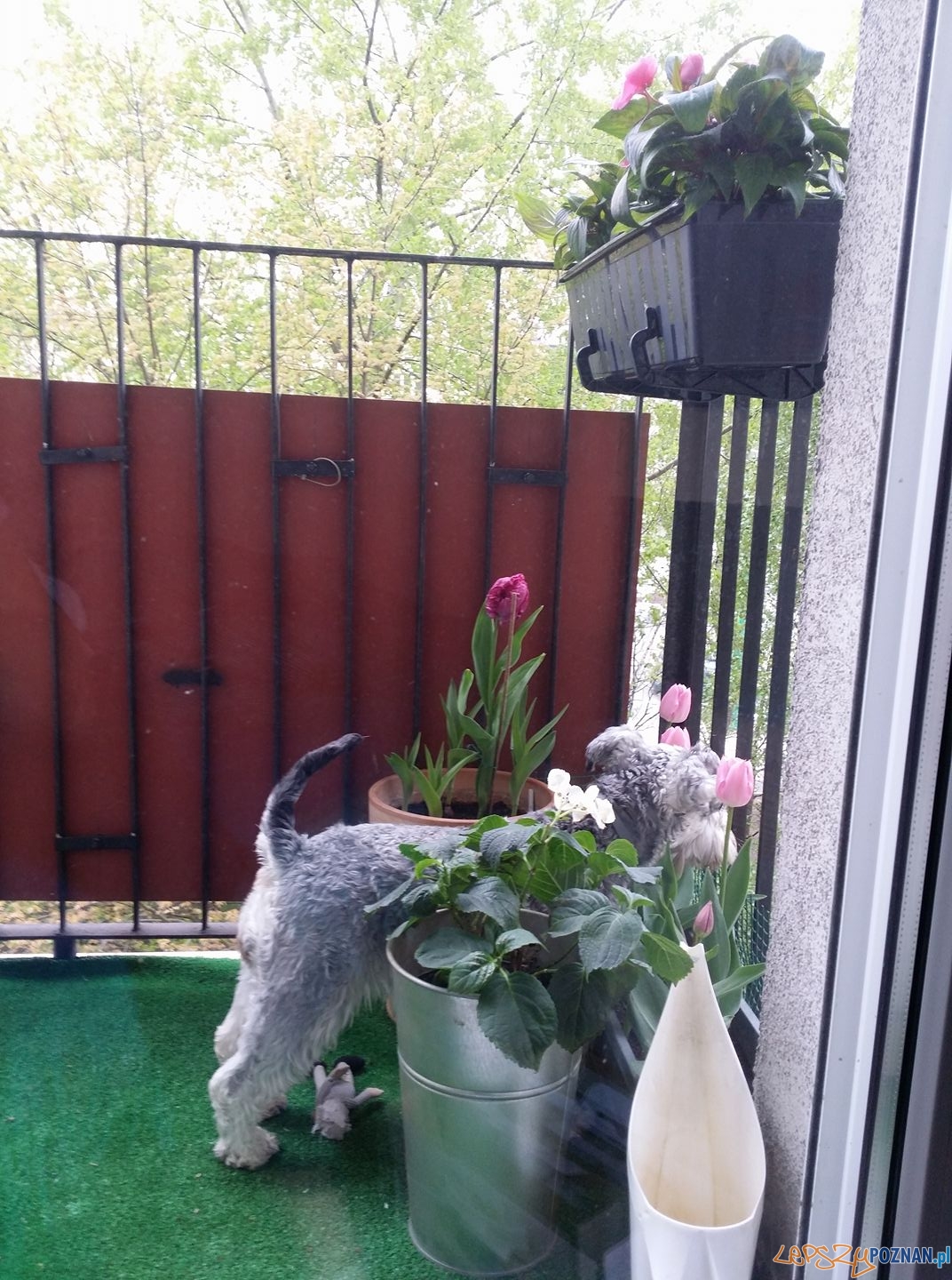 Iza Rądlewska - Tosia Foto: Iza Rądlewska - Tosia Foto: