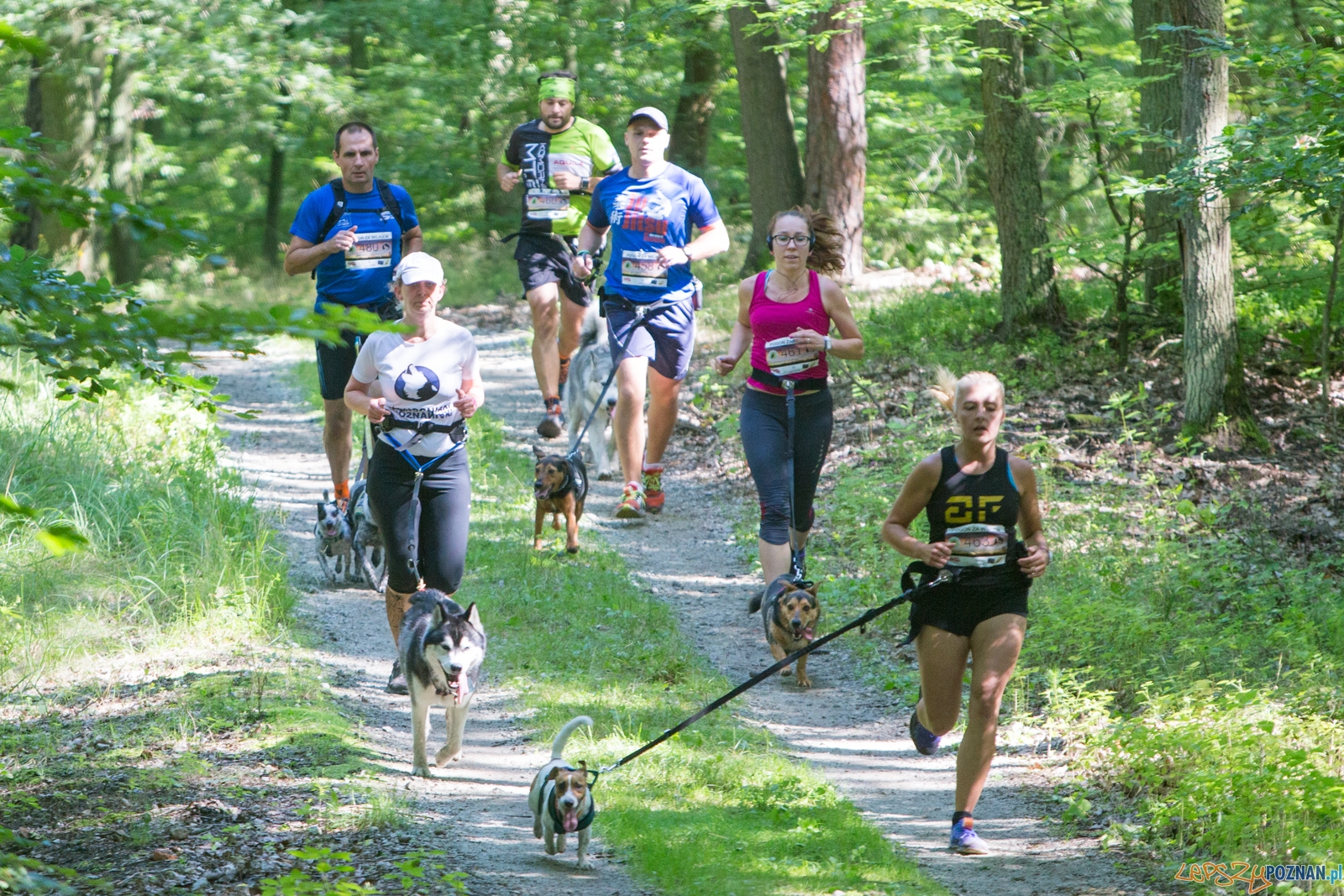 Pogoń za Wilkiem 2017 Foto: lepszyPOZNAN.pl/Piotr Rychter Pogoń za Wilkiem 2017 Foto: lepszyPOZNAN.pl/Piotr Rychter