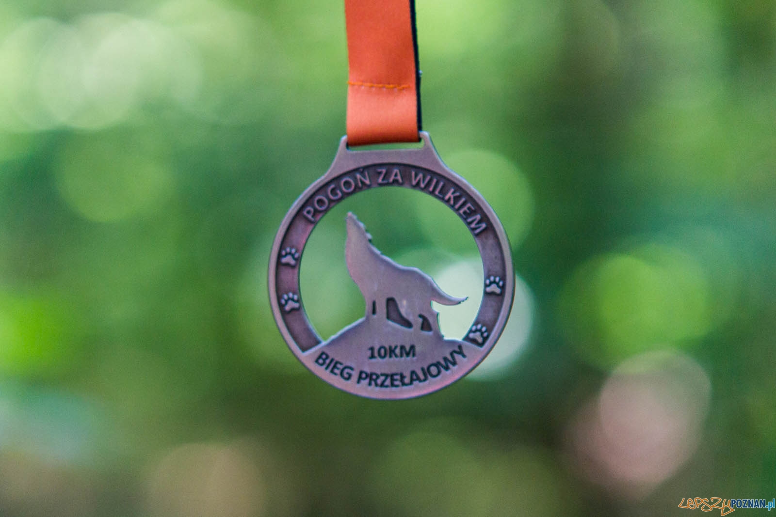 Pogoń za Wilkiem Foto: lepszyPOZNAN.pl / Ewelina Jaśkowiak Pogoń za Wilkiem Foto: lepszyPOZNAN.pl / Ewelina Jaśkowiak