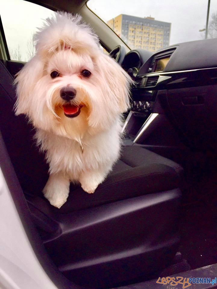 Olga Wawrzynkiewicz-jablonska Miko vel Mikus Foto: Olga Wawrzynkiewicz-jablonska Miko vel Mikus Foto: