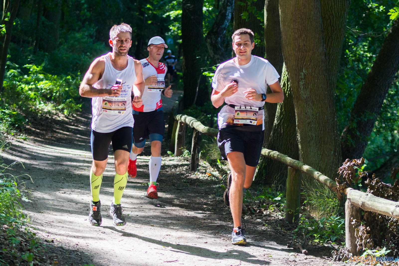 Pogoń za Wilkiem Foto: lepszyPOZNAN.pl / Ewelina Jaśkowiak Pogoń za Wilkiem Foto: lepszyPOZNAN.pl / Ewelina Jaśkowiak