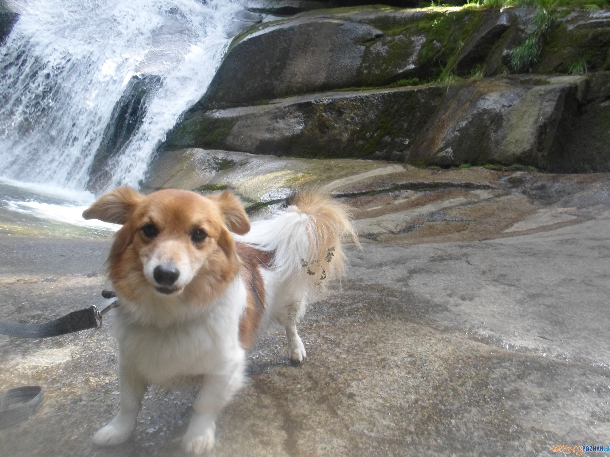 Monika Ozzy Ozeusz - Ozzy Foto: Monika Ozzy Ozeusz - Ozzy Foto: