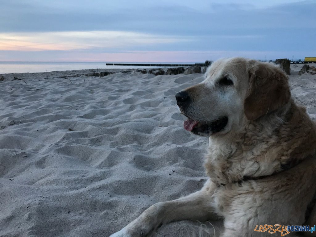 Monika Sowińska - Wena Foto: Monika Sowińska - Wena Foto: