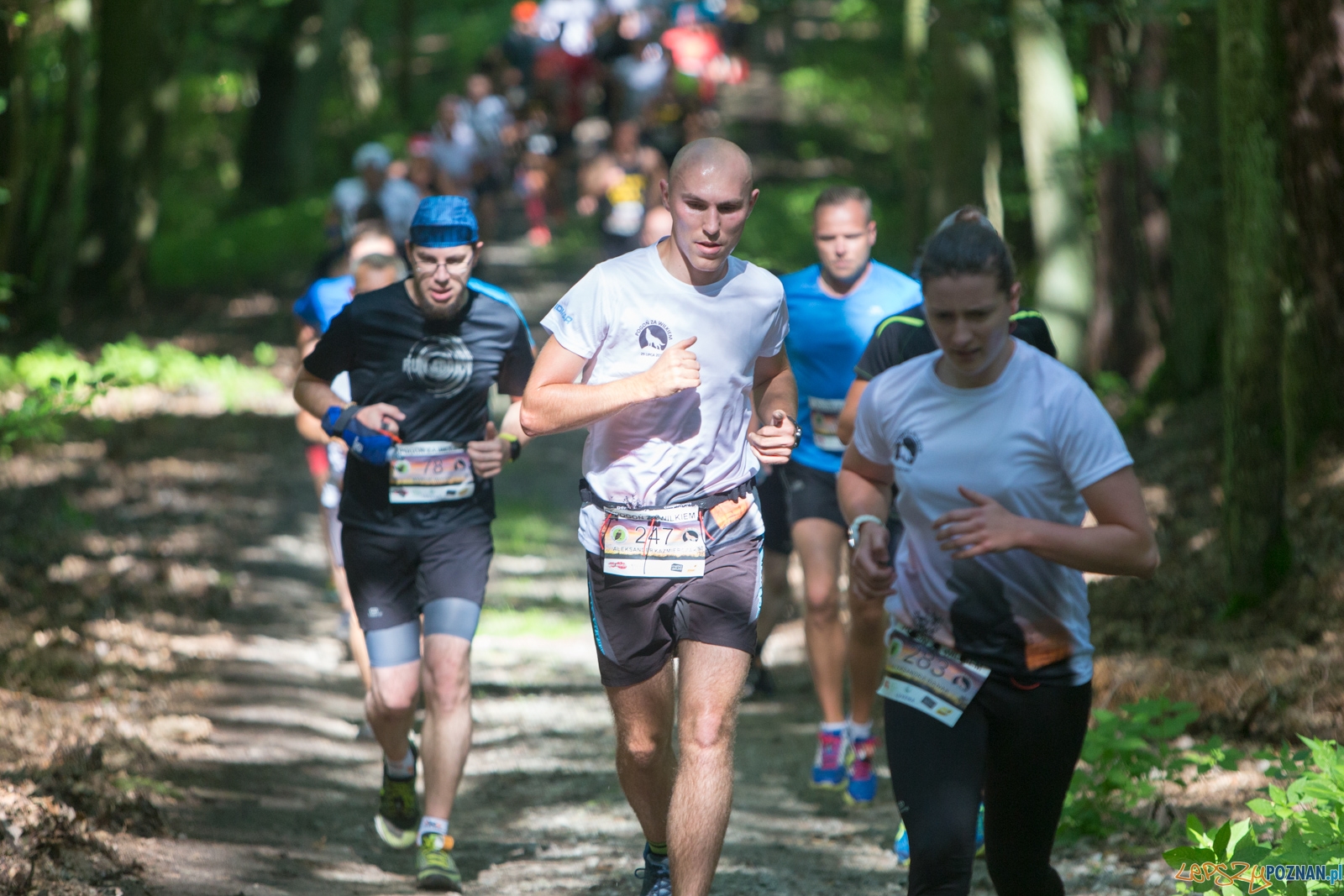 Pogoń za Wilkiem 2017 Foto: lepszyPOZNAN.pl/Piotr Rychter Pogoń za Wilkiem 2017 Foto: lepszyPOZNAN.pl/Piotr Rychter