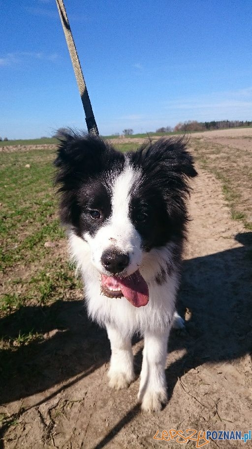 Agnieszka Ch - Argo zwany Dzikiem Foto: Agnieszka Ch - Argo zwany Dzikiem Foto: