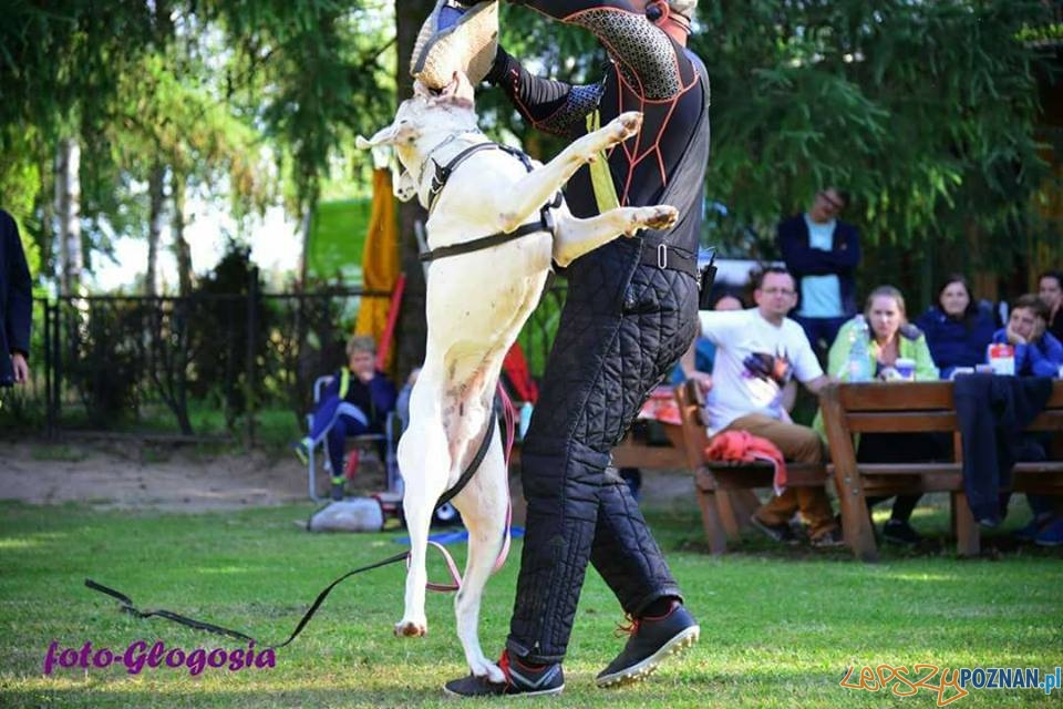 Pauka Be Moj dzielny Pan Huragan Foto: Pauka Be Moj dzielny Pan Huragan Foto: