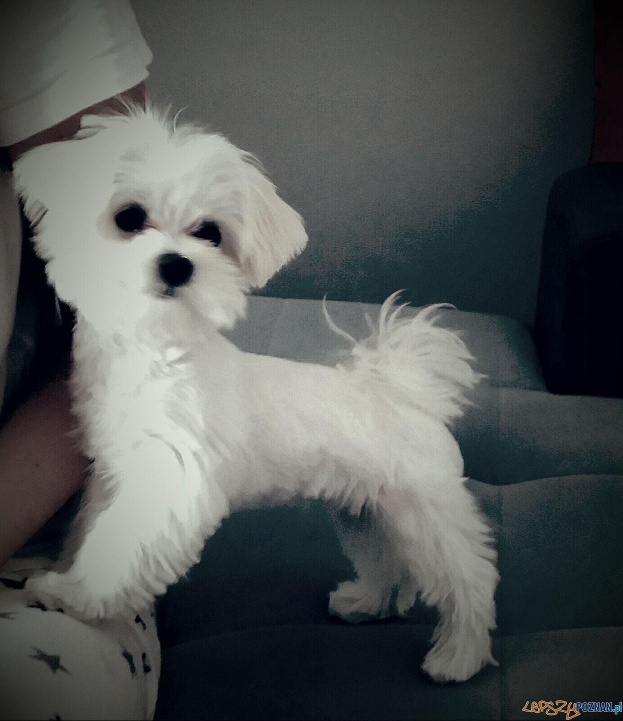 Ewelina janas - Kiki Foto: Ewelina janas - Kiki Foto: