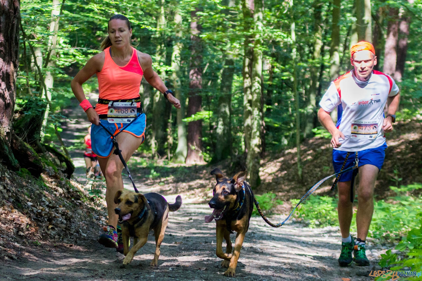Pogoń za Wilkiem Foto: lepszyPOZNAN.pl / Ewelina Jaśkowiak Pogoń za Wilkiem Foto: lepszyPOZNAN.pl / Ewelina Jaśkowiak