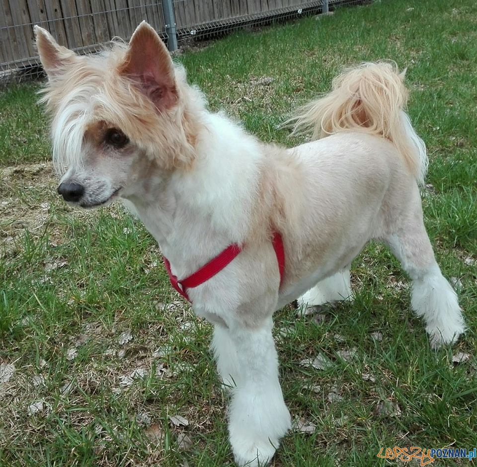 Beata Przybysz Yoshi Foto: Beata Przybysz Yoshi Foto: