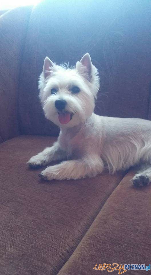 Irena Szymańska - Bibi Foto: Irena Szymańska - Bibi Foto: