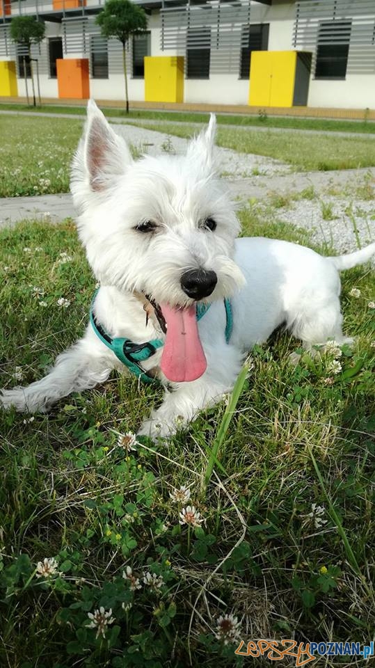 Ania Wrzeszczyńska Bafi Foto: Ania Wrzeszczyńska Bafi Foto: