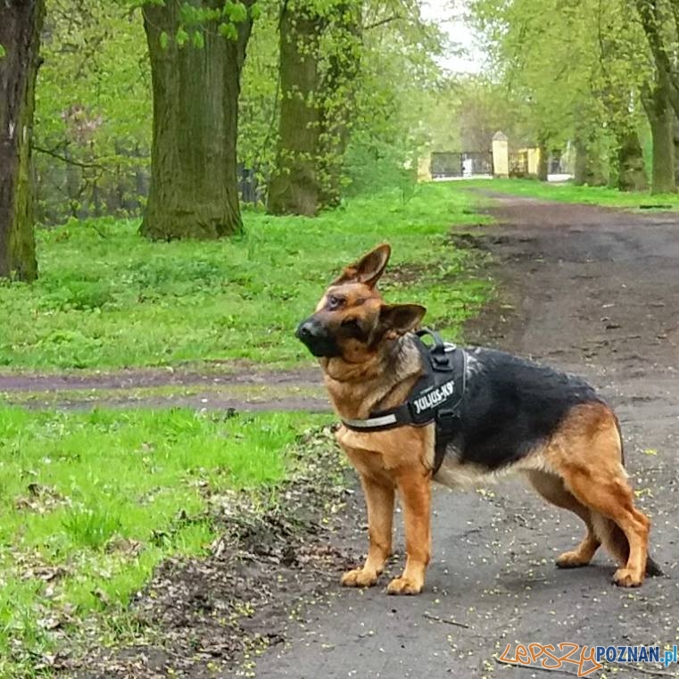 Andrzej Gogulski Nasza Sansa Foto: Andrzej Gogulski Nasza Sansa Foto: