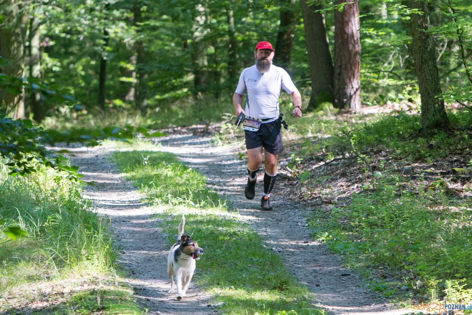 Pogoń za Wilkiem 2017 Foto: lepszyPOZNAN.pl/Piotr Rychter Pogoń za Wilkiem 2017 Foto: lepszyPOZNAN.pl/Piotr Rychter