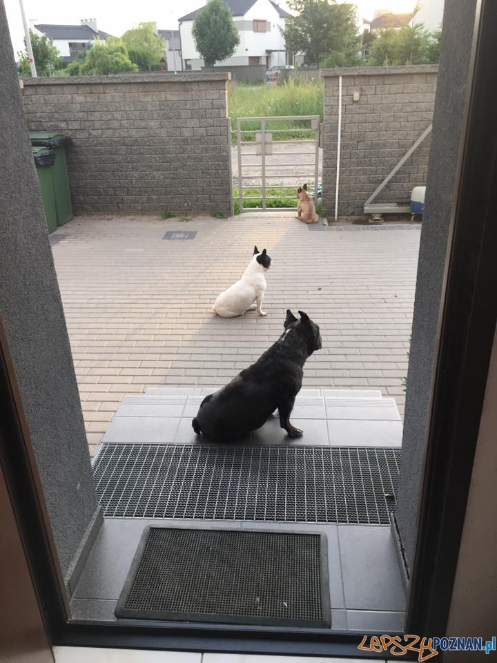 Małgorzata Przybysz-Płachecka U nas 3 strażników Foto: Małgorzata Przybysz-Płachecka U nas 3 strażników Foto: