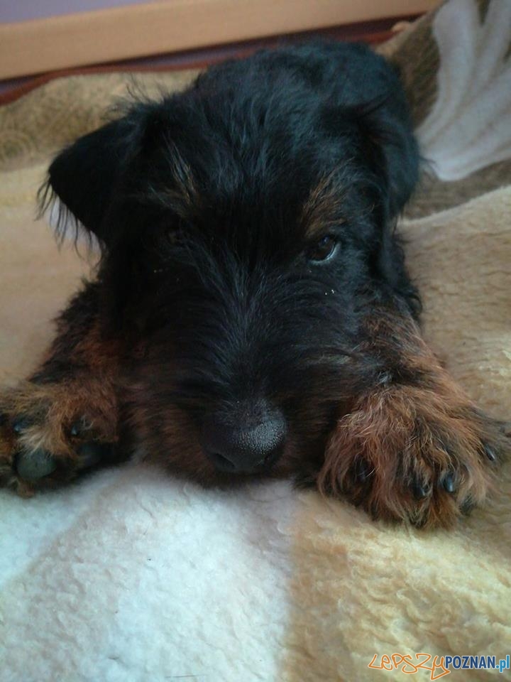 Iwona Zięty Foto: Iwona Zięty Foto: